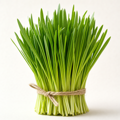 Barley grass